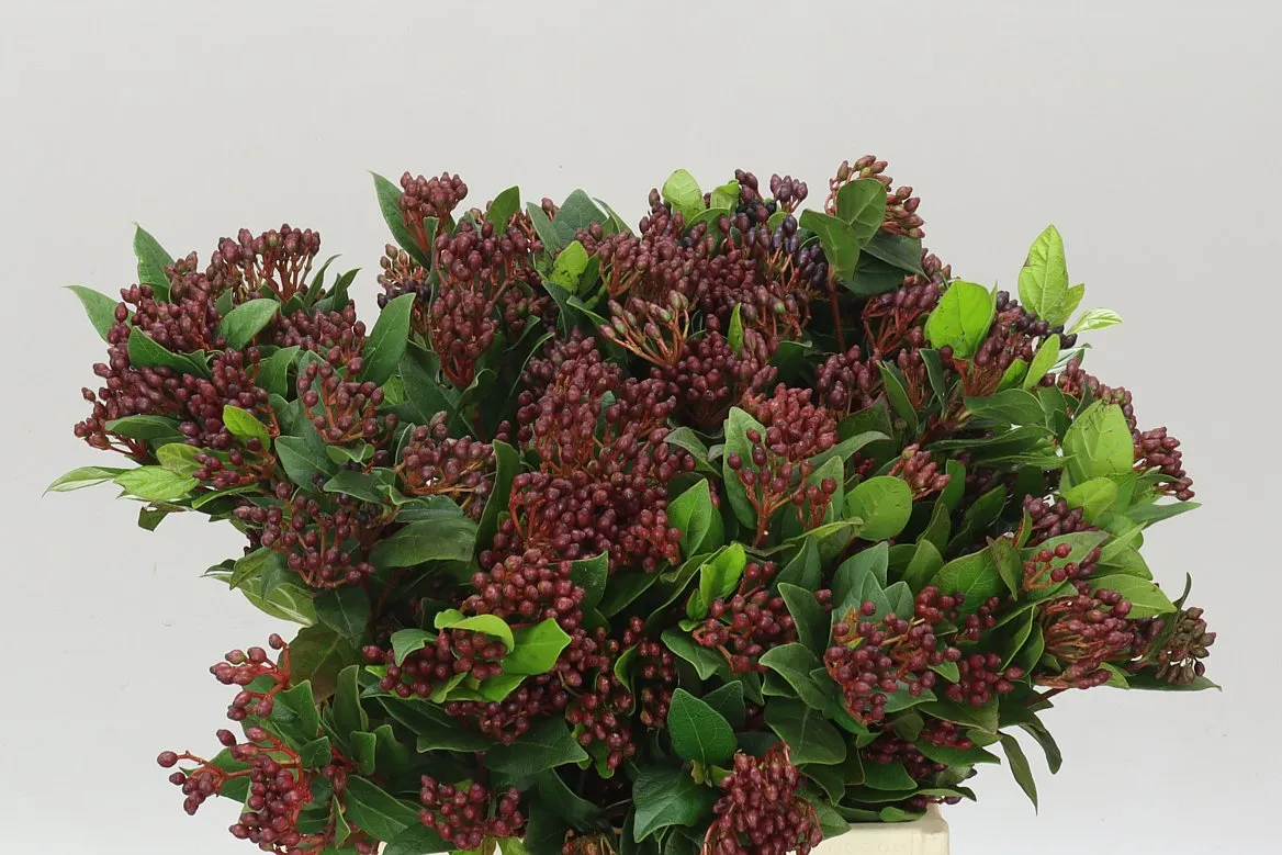 Viburnum Berries • 55 cm
