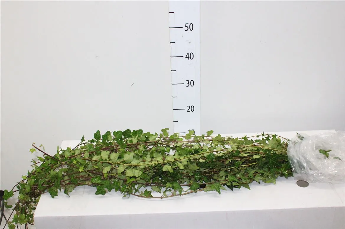 Hedera Green Italie X25 • 110 cm