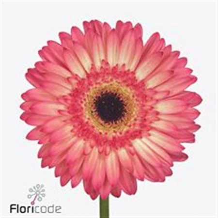 Gerbera Hippie Chic • 45 cm