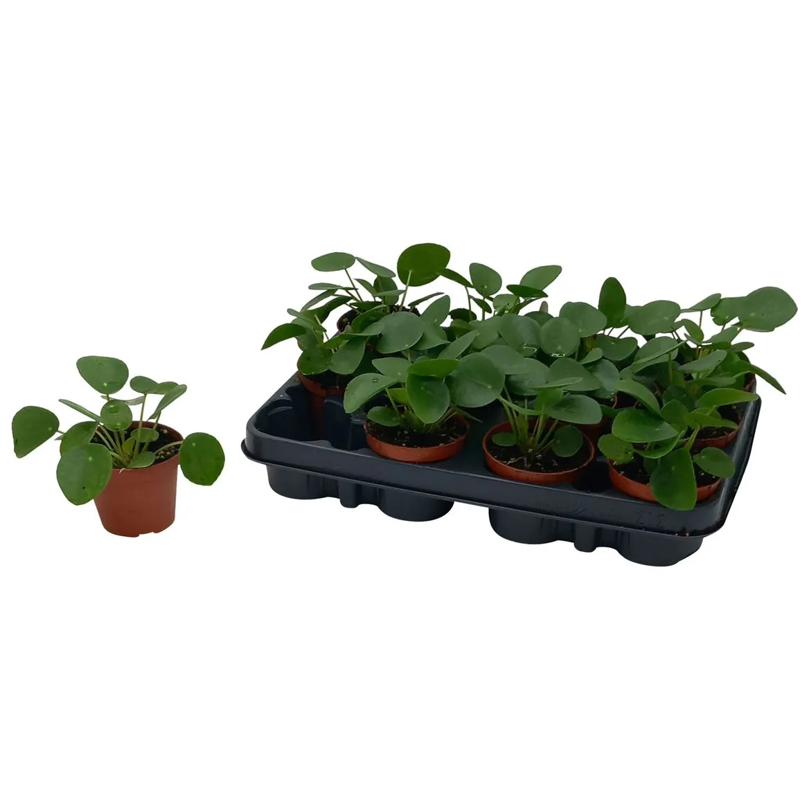 Pilea Peperomioides • črepník 8,5 cm