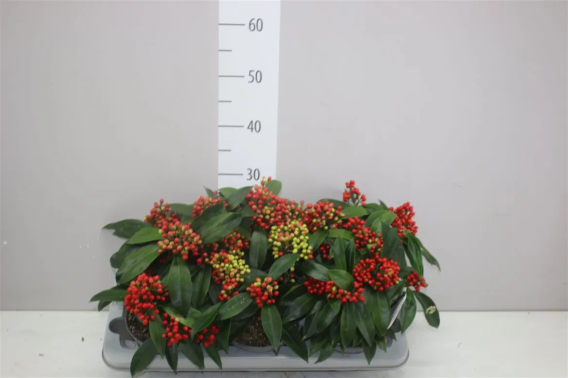 Skimmia Reevesiana 5-6 • črepník 15 cm