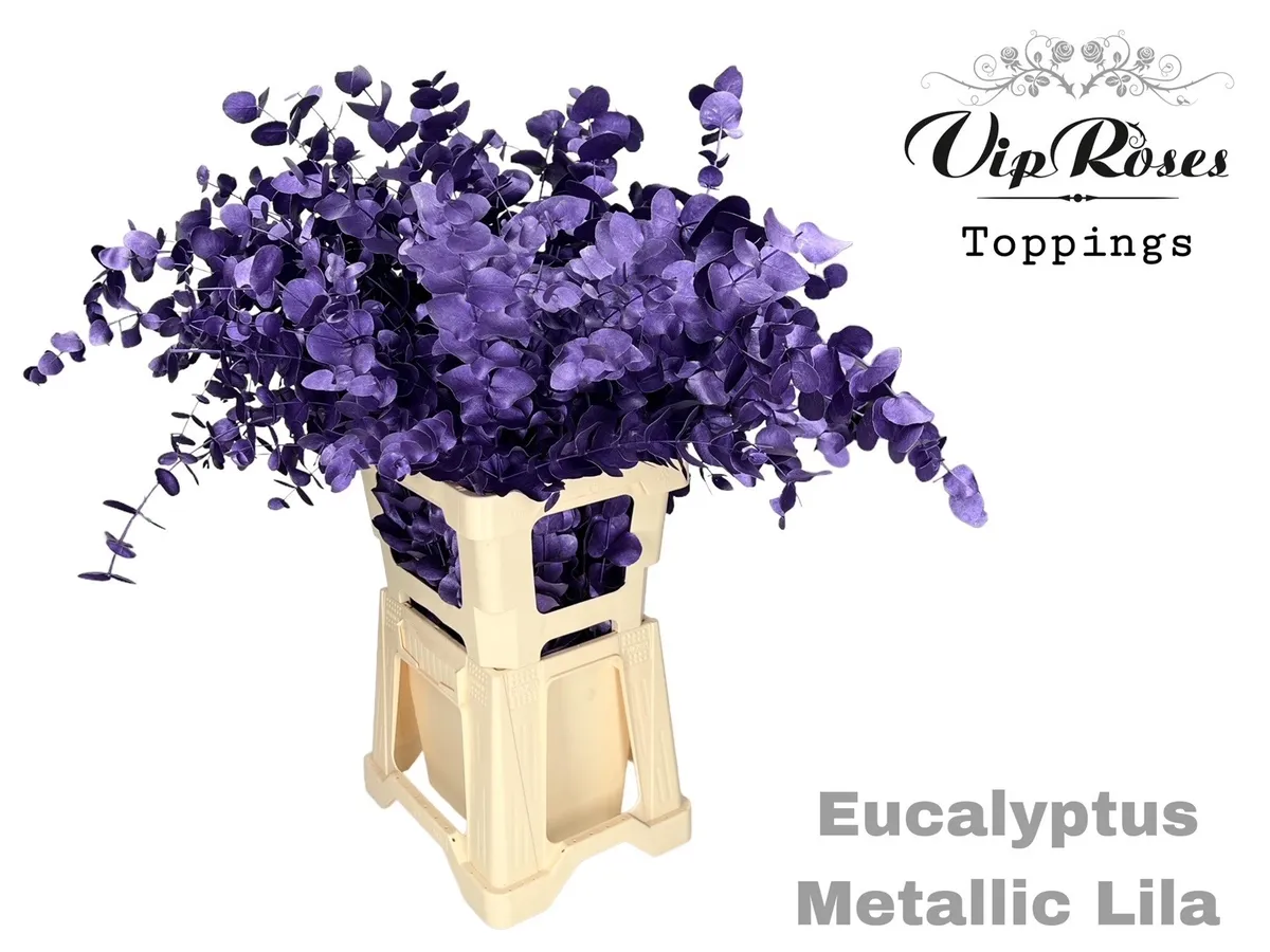 Eukalyptus Cinerea Metallic Lila 300gr • 65 cm