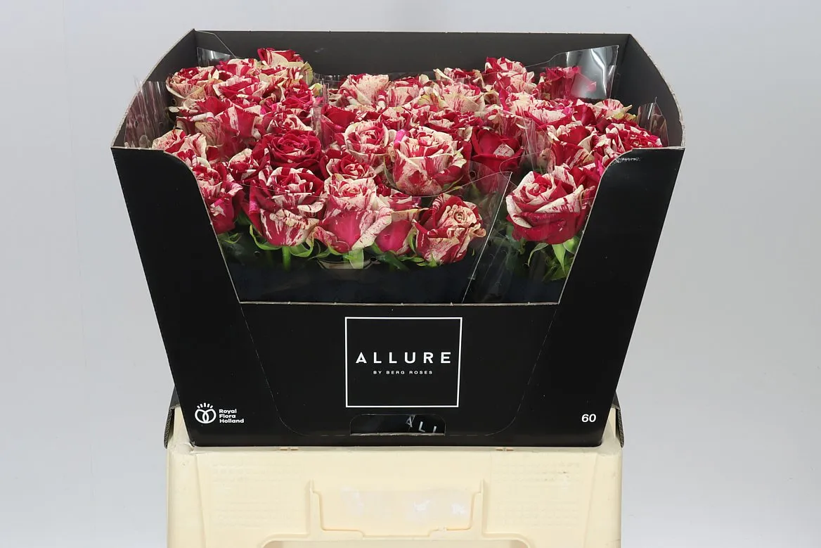 Rosa Gr Harlequin Allure • 60 cm