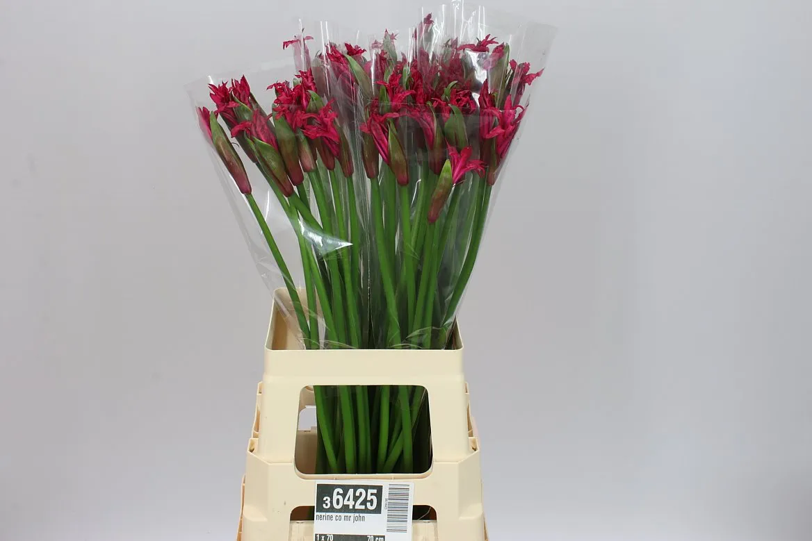 Nerine Co Mr John • 70 cm