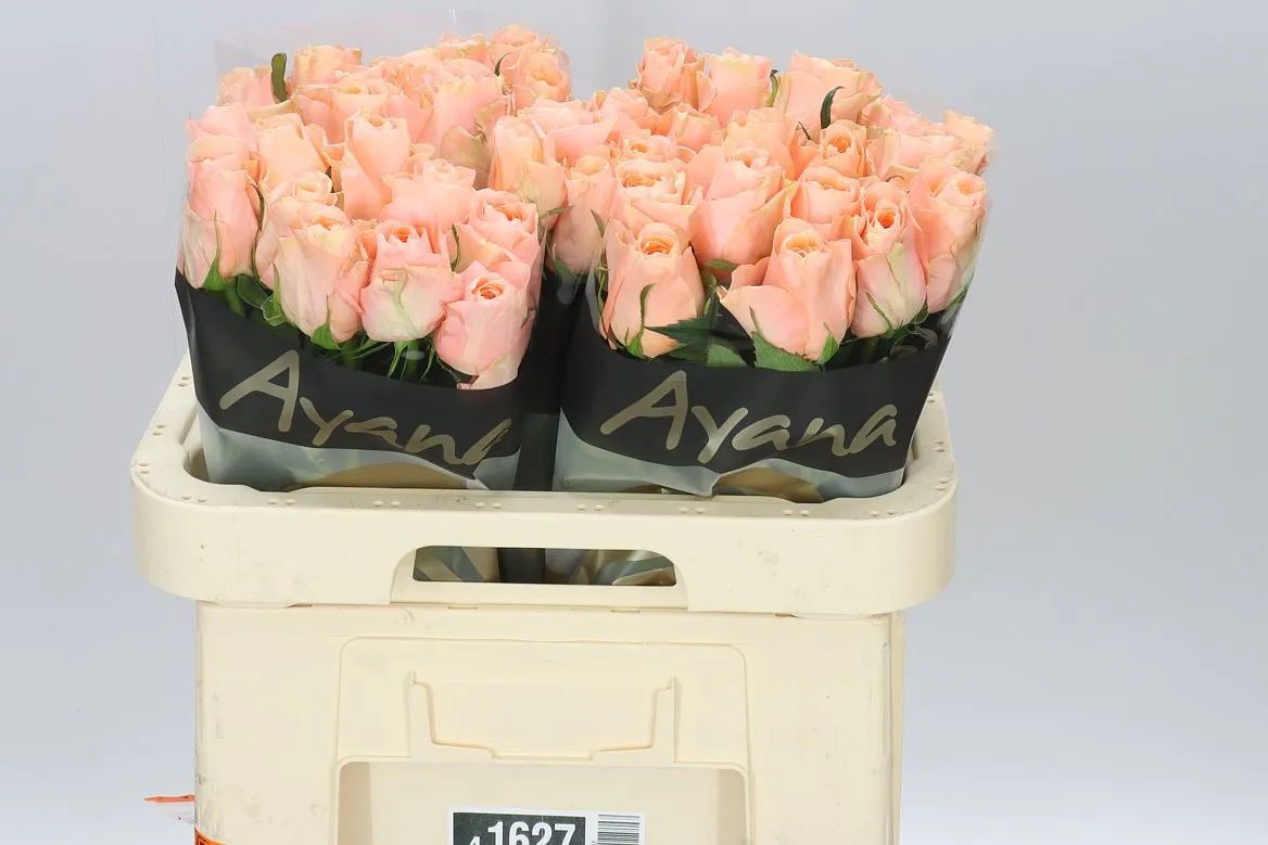 Rosa Gr Charming Reeva • 60 cm