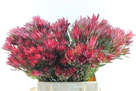 Leucadendron Sal Blush Spray • 45 cm