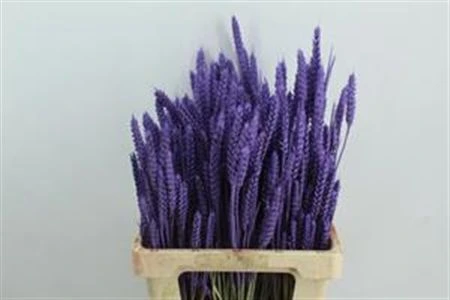 Wheat Lilac, sušené • 60 cm