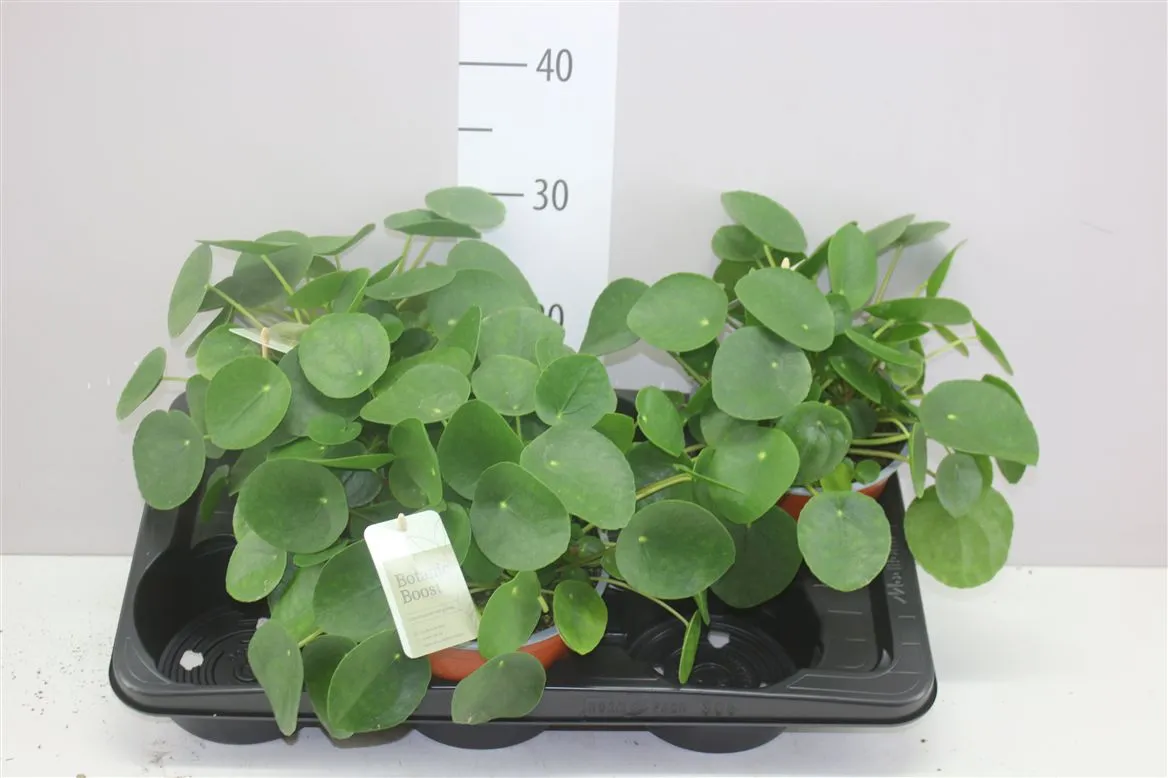 Pilea Peperomoides • črepník 17 cm