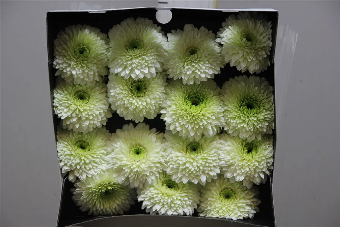 Gerbera Diamond Pomp Moon Kick • 55 cm