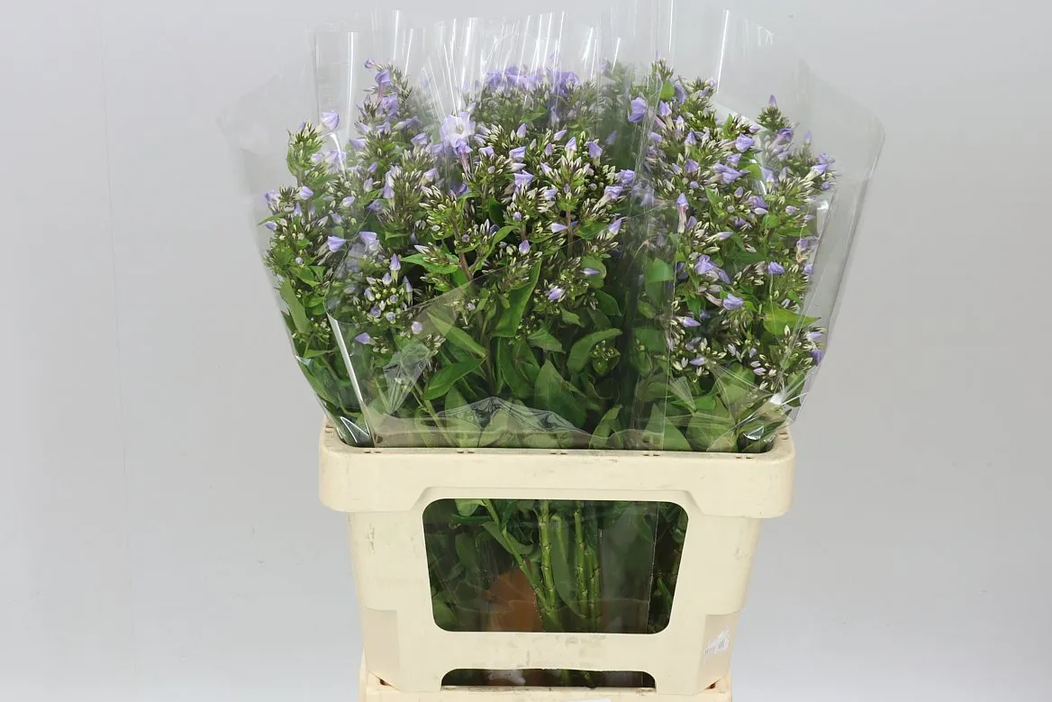Flox Butterfly Lilac • 60 cm