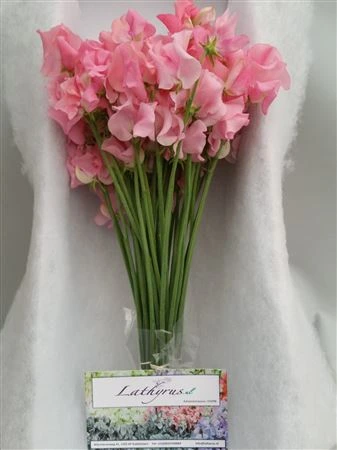 Hrachor Pink (pink) Box • 35 cm