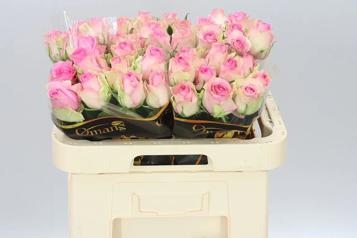 Rosa Gr Brigitte Bardot • 60 cm