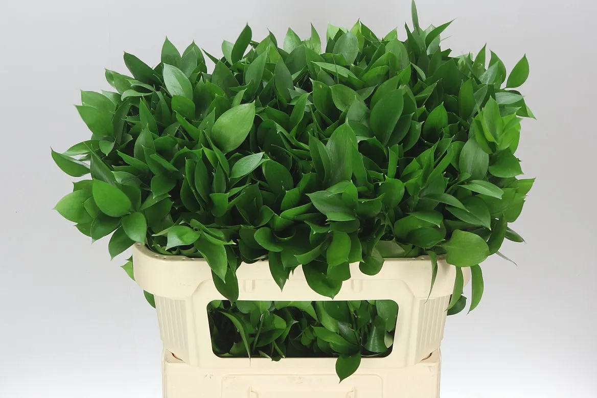 Ruscus Groot • 70 cm