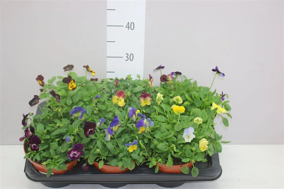 Viola Cornuta Wa Gemengd • črepník 17 cm