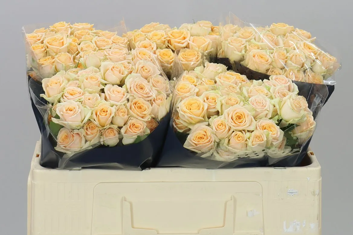 Rosa Tr Trinity • 50 cm