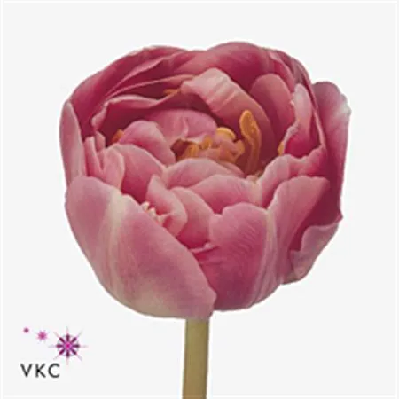 Tulipa Du Endless Love