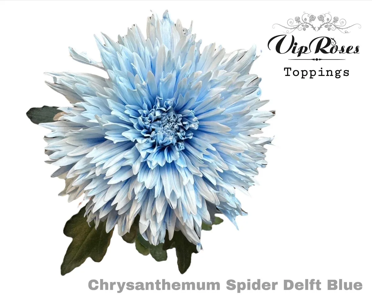 Chryzantéma veľkokvetá Spider Delft Blue • 70 cm