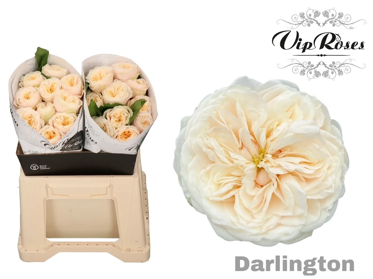 R Gr Darlington X20 • 40 cm