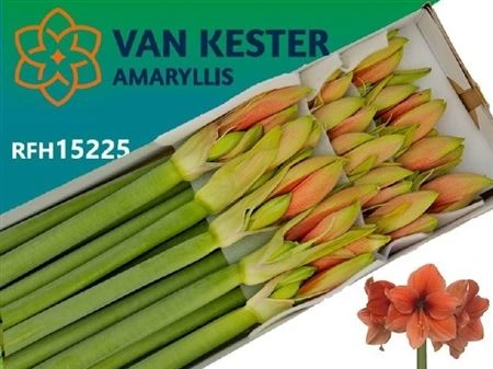 Amarylis Desire • 75 cm