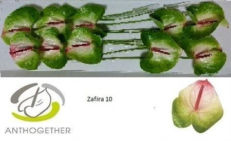 Antúrium Zafira