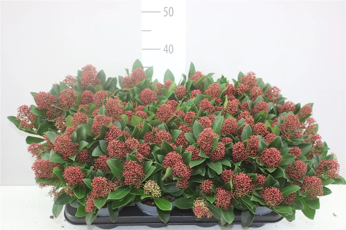 Skimmia Jap Rubella 13+ • črepník 13 cm