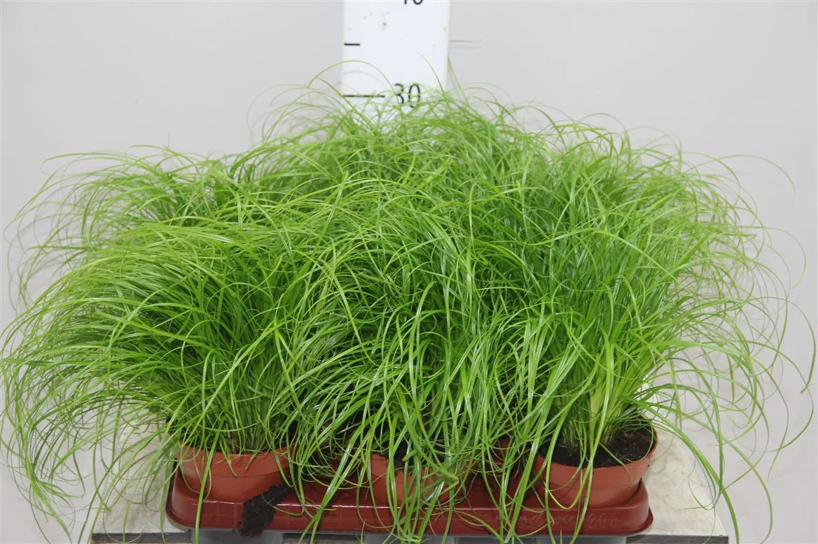 Cyperus Zumula • črepník 12 cm