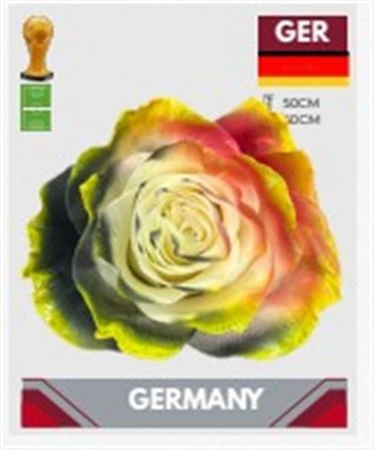Ruža farbená Fb Deutschland, Ekvádor • 50 cm