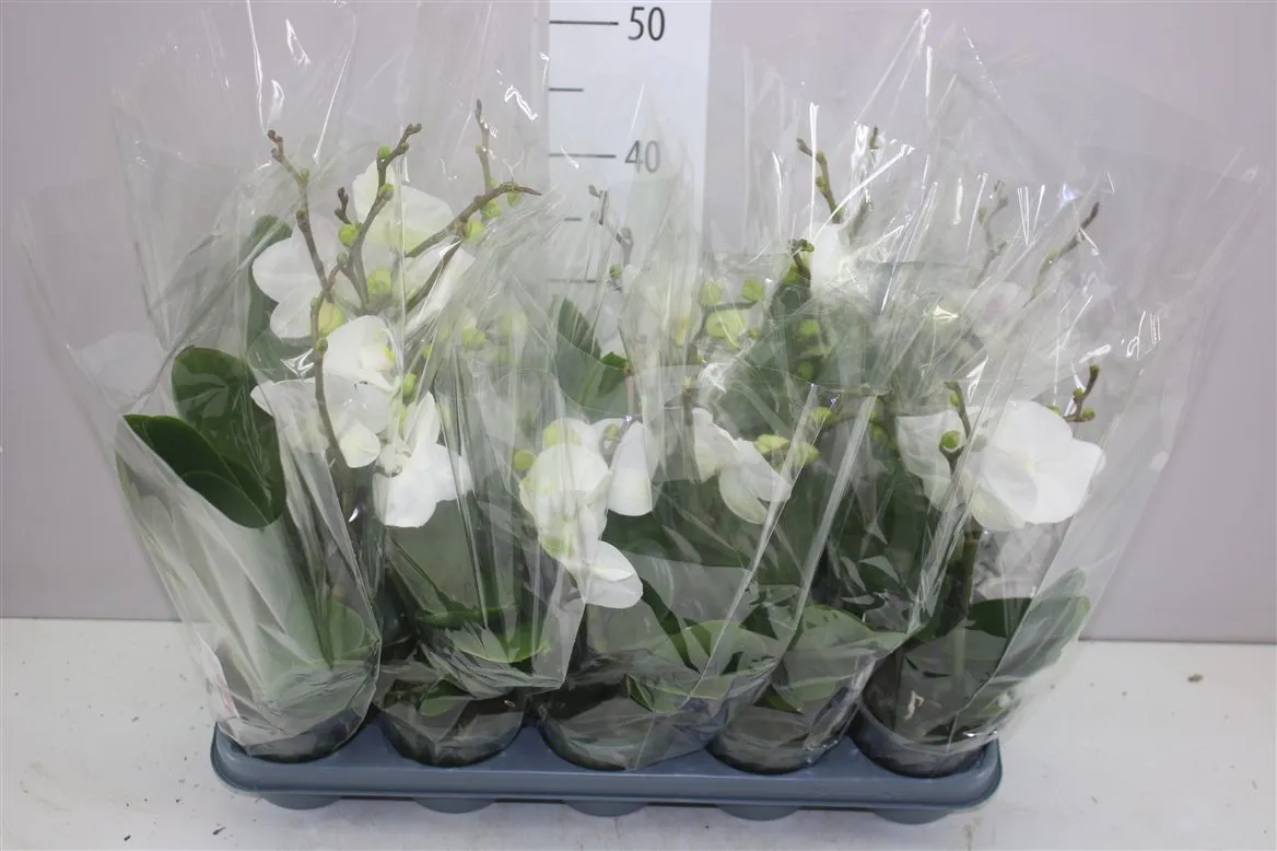 Orchidea Phalaenopsis Boho Love biela, 2 výhony • črepník 12 cm
