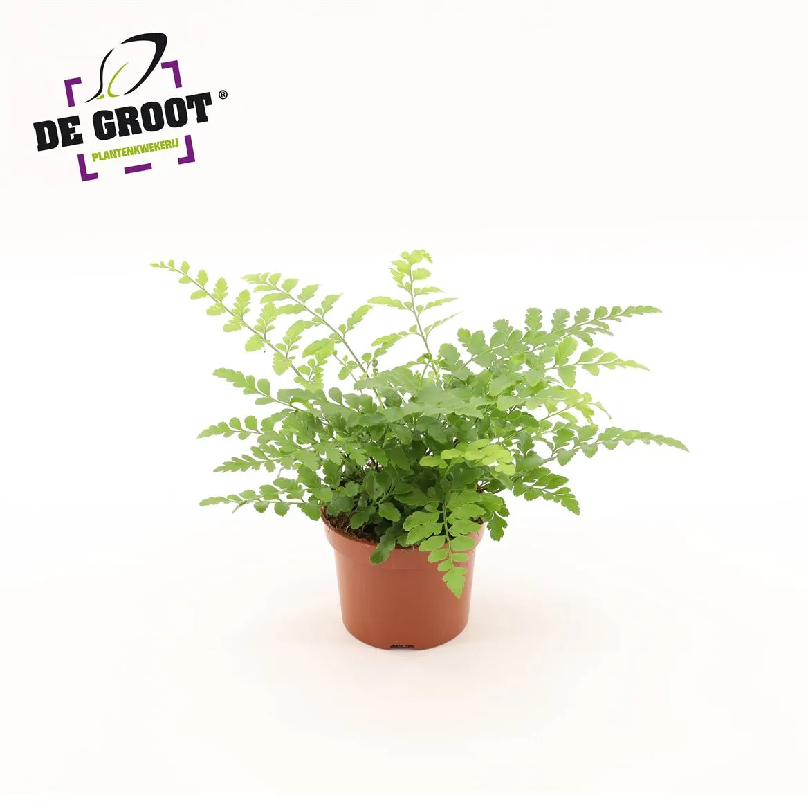 Asplenium Parvati • črepník 12 cm