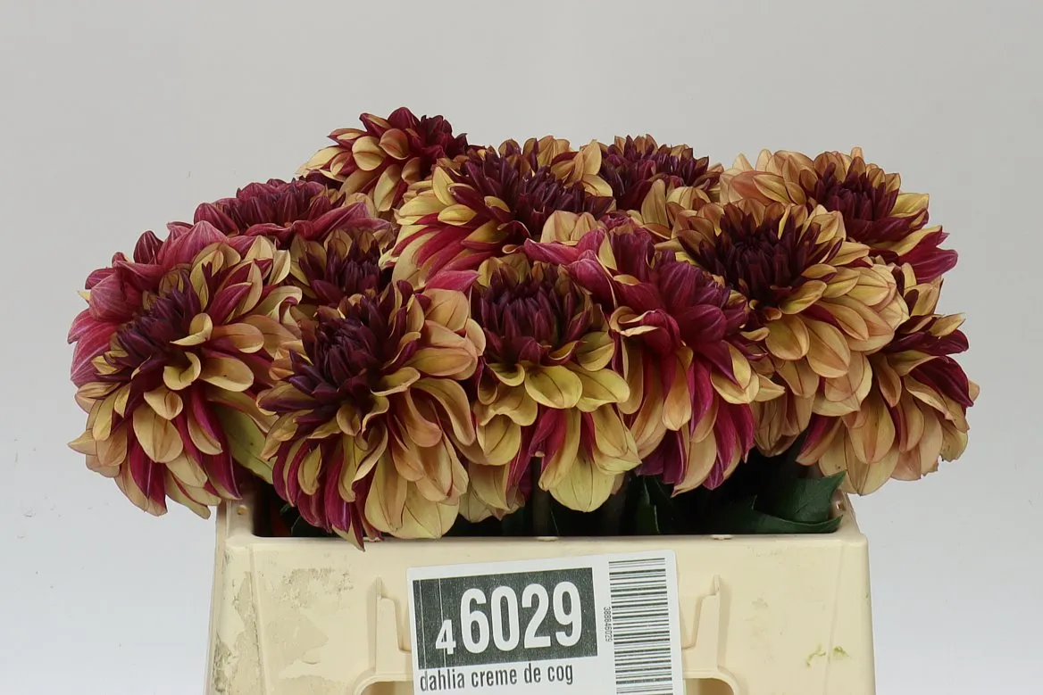Dahlia Creme De Cognac • 50 cm