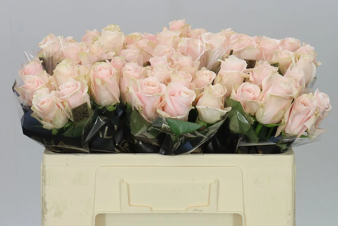 Ruža Pomarose • 50 cm