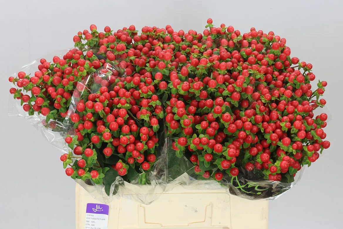 Hyperikum Tomato Flair • 60 cm