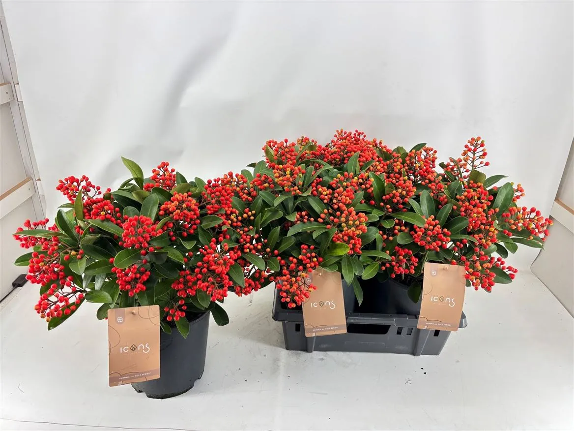 Skimmia Passion 20+ 4 Jaar Gewas • črepník 24 cm