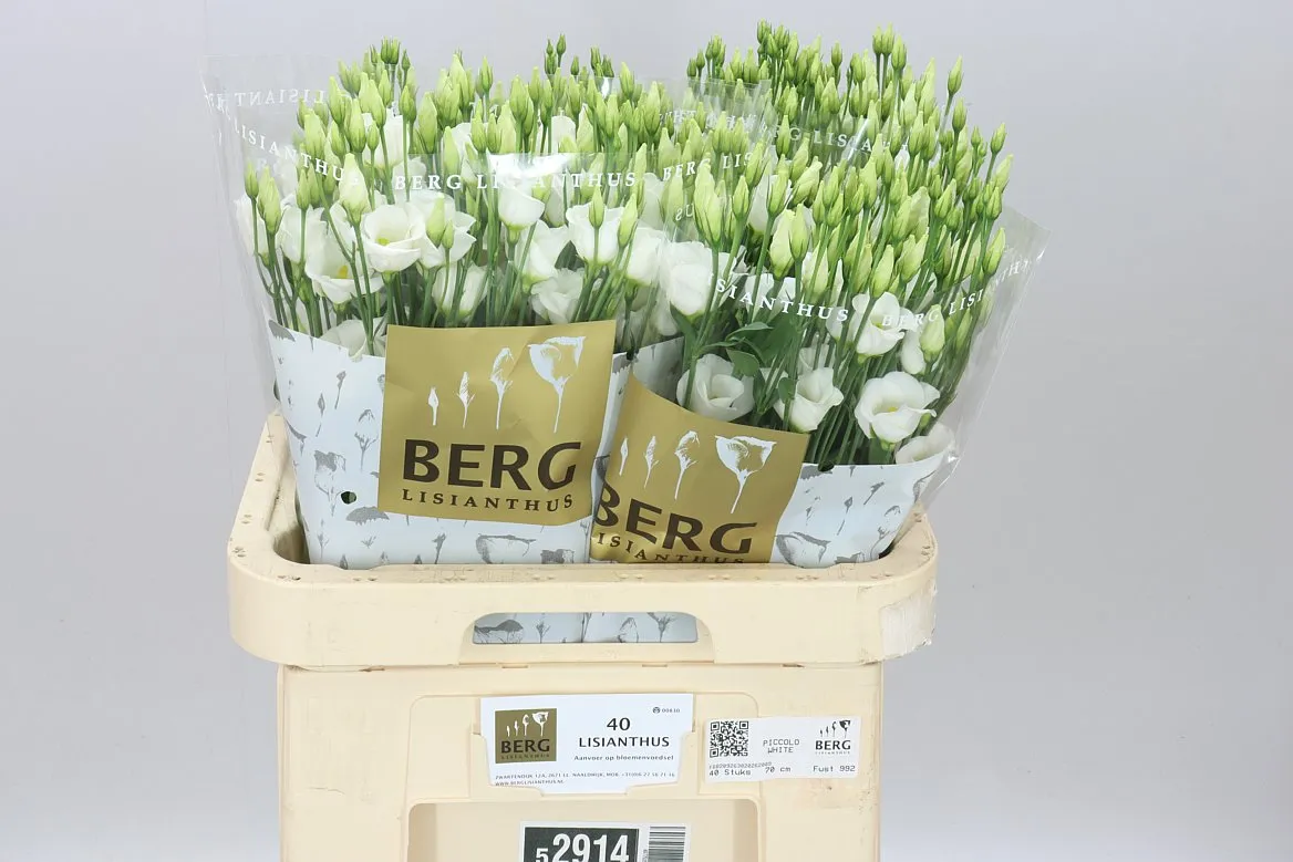 Eustóma jednoduchá Piccolo White • 70 cm