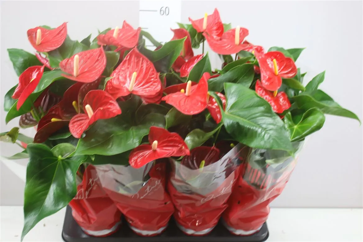 Antúrium Casparo Red • črepník 14 cm