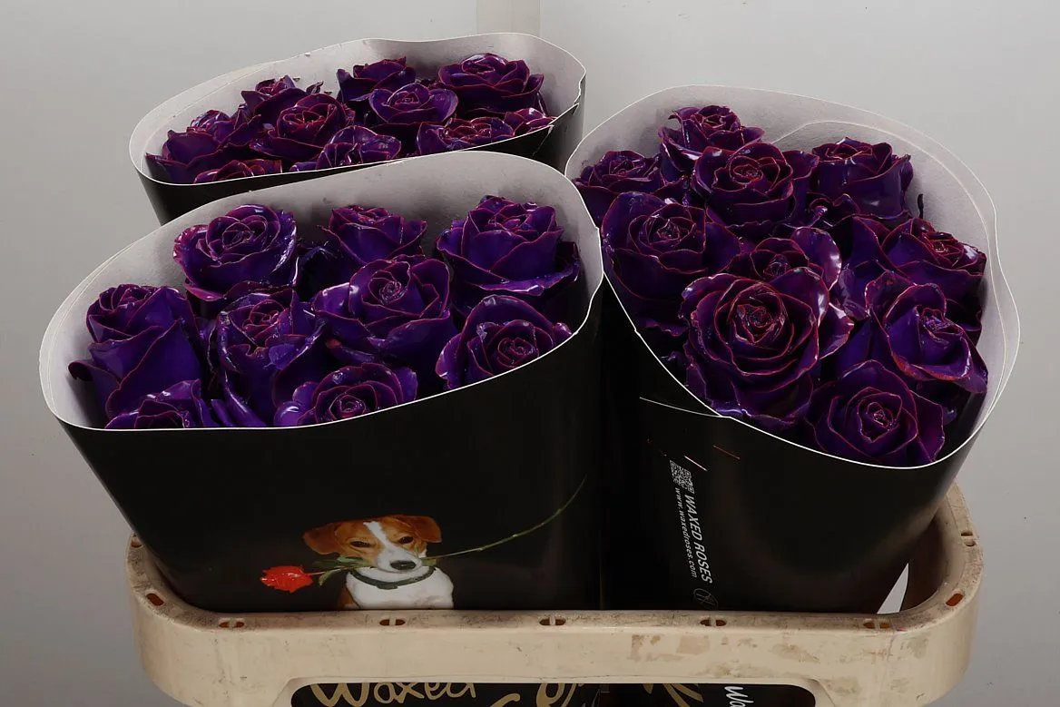 R Wx Classic Purple • 70 cm
