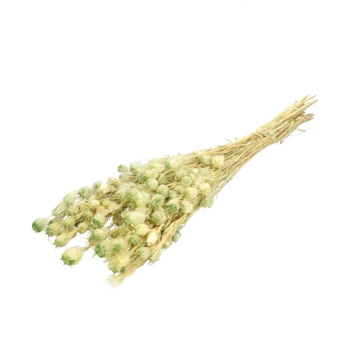 Stabilizovaná černuška 55 cm, zelená