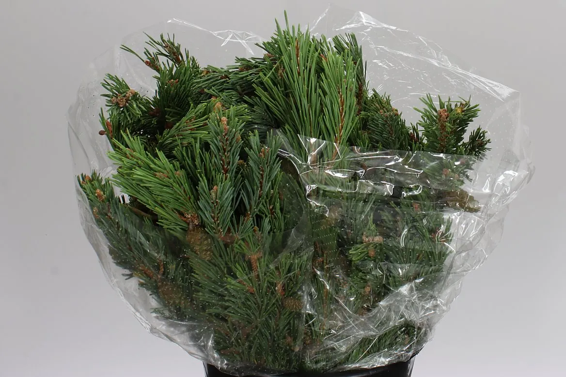 Pinus Mugo • 55 cm