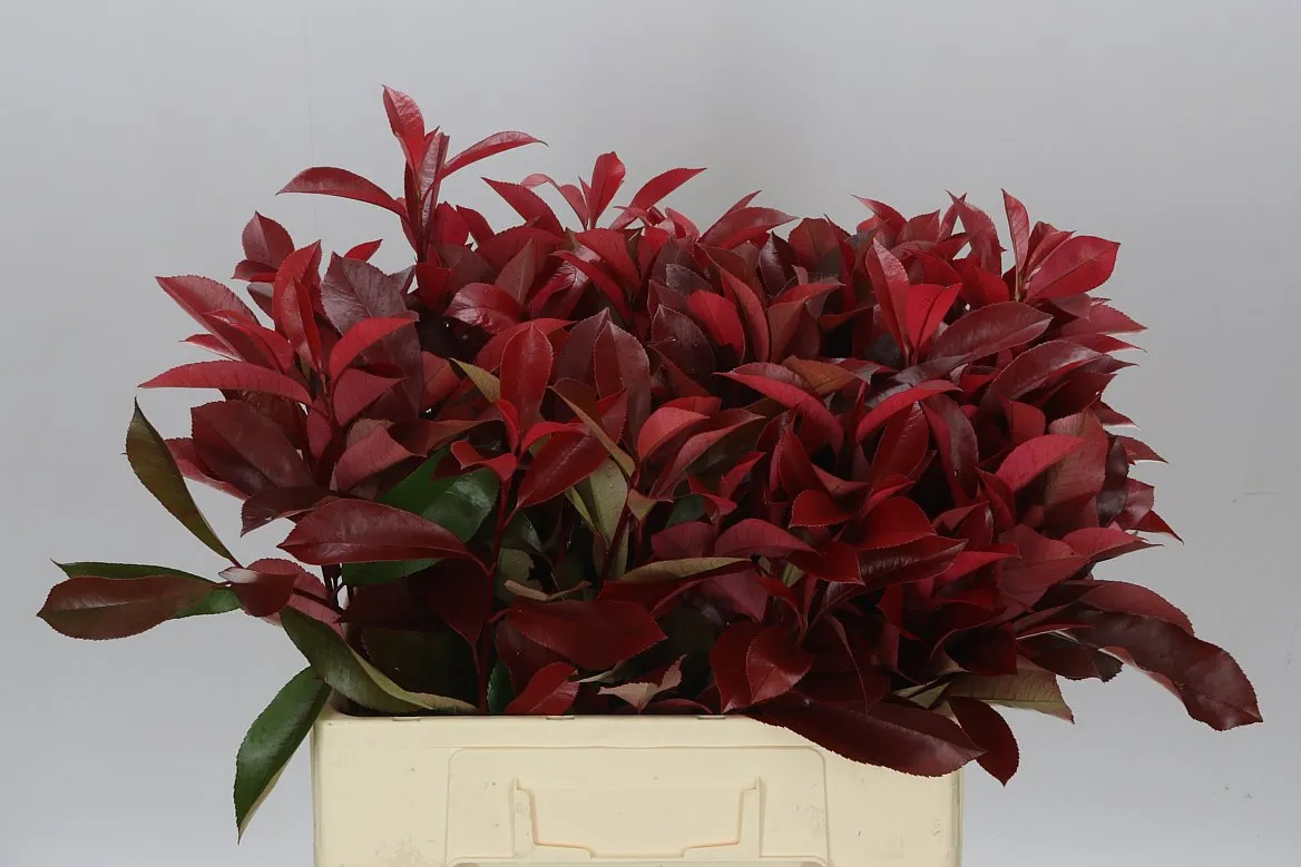 Photinia X F Red Robin • 60 cm