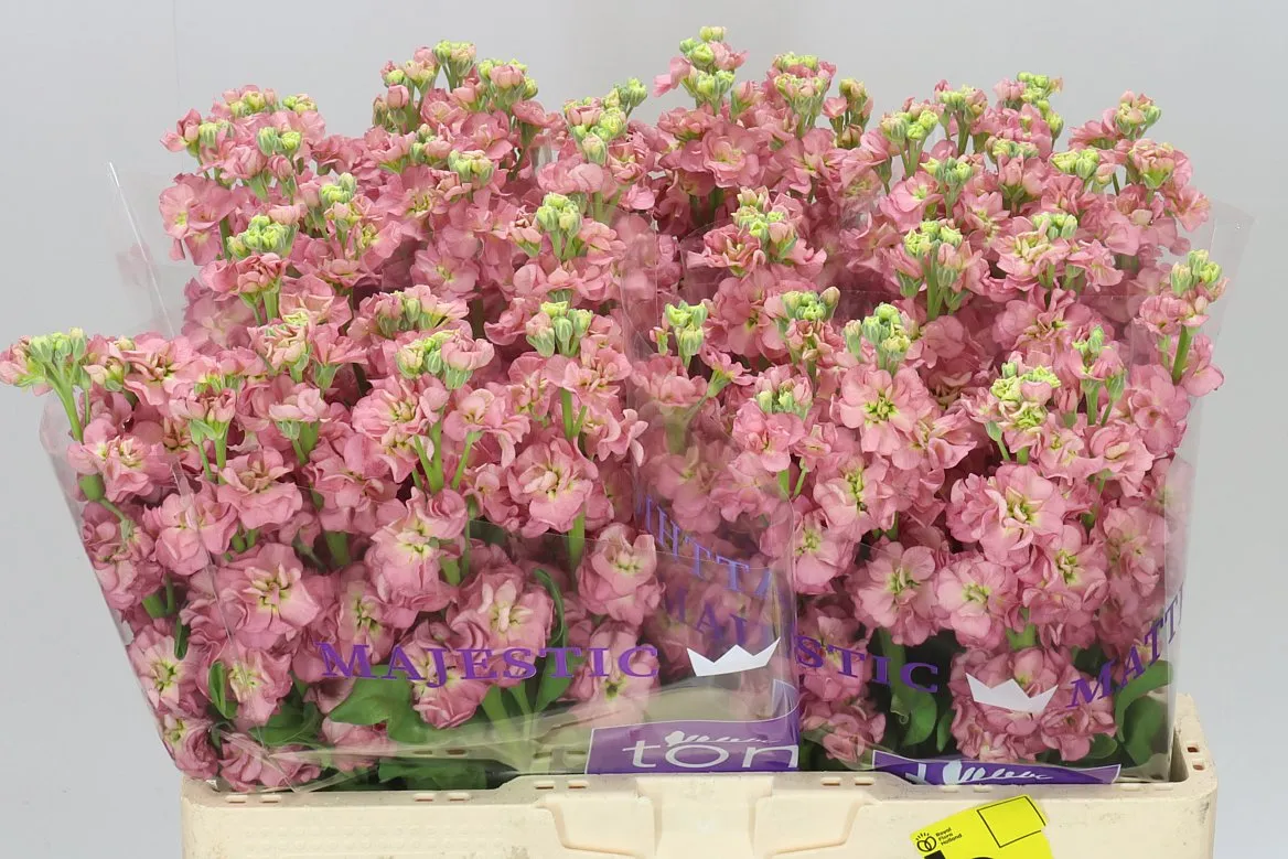 Matthiola Antiqu Rose • 54 cm