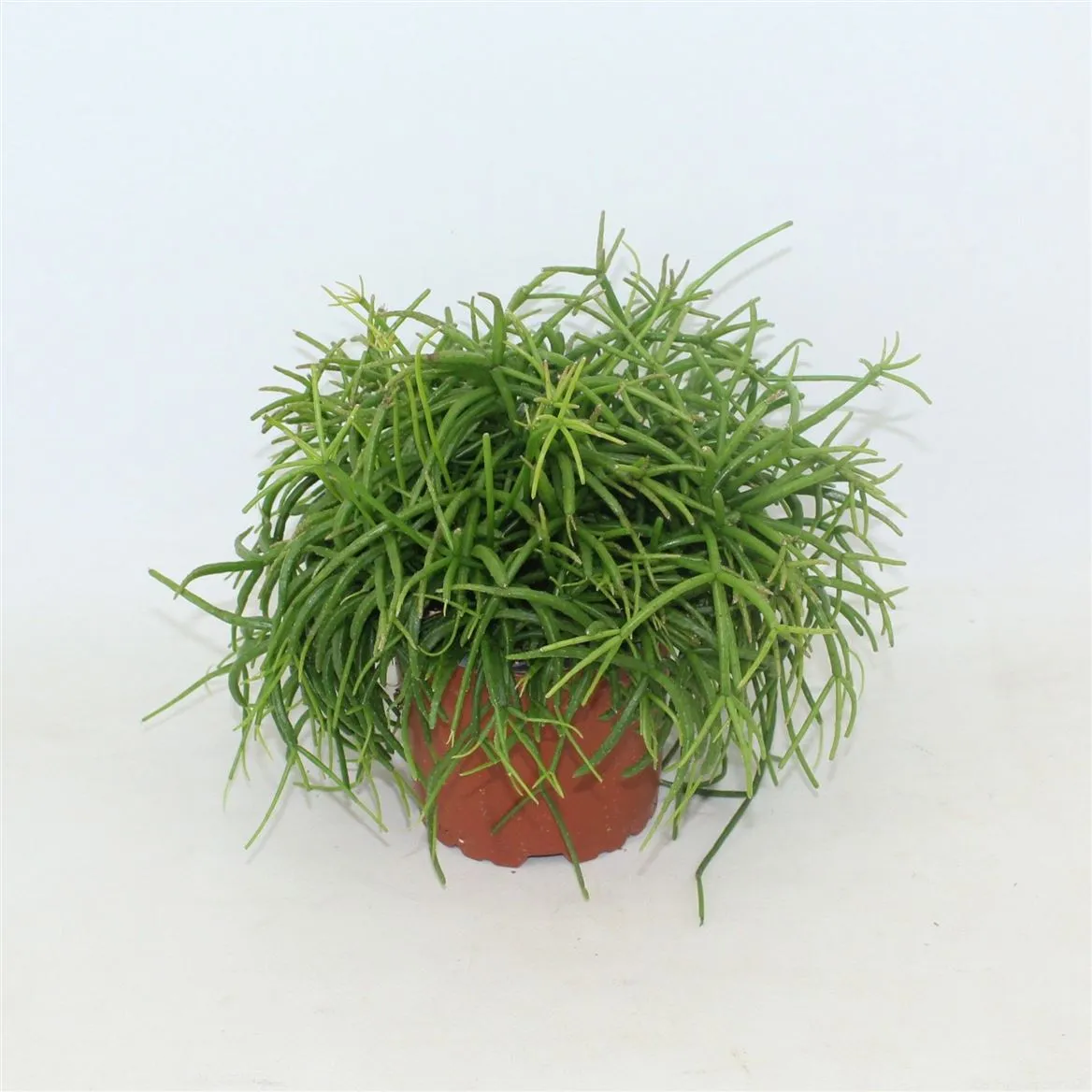 Rhipsalis Cass. Oasis 10,5 Zonder Kwekersetiket • črepník 10,5 cm