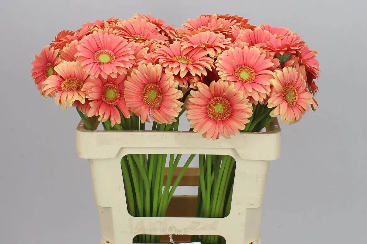 Germini Aqua Dora • 50 cm