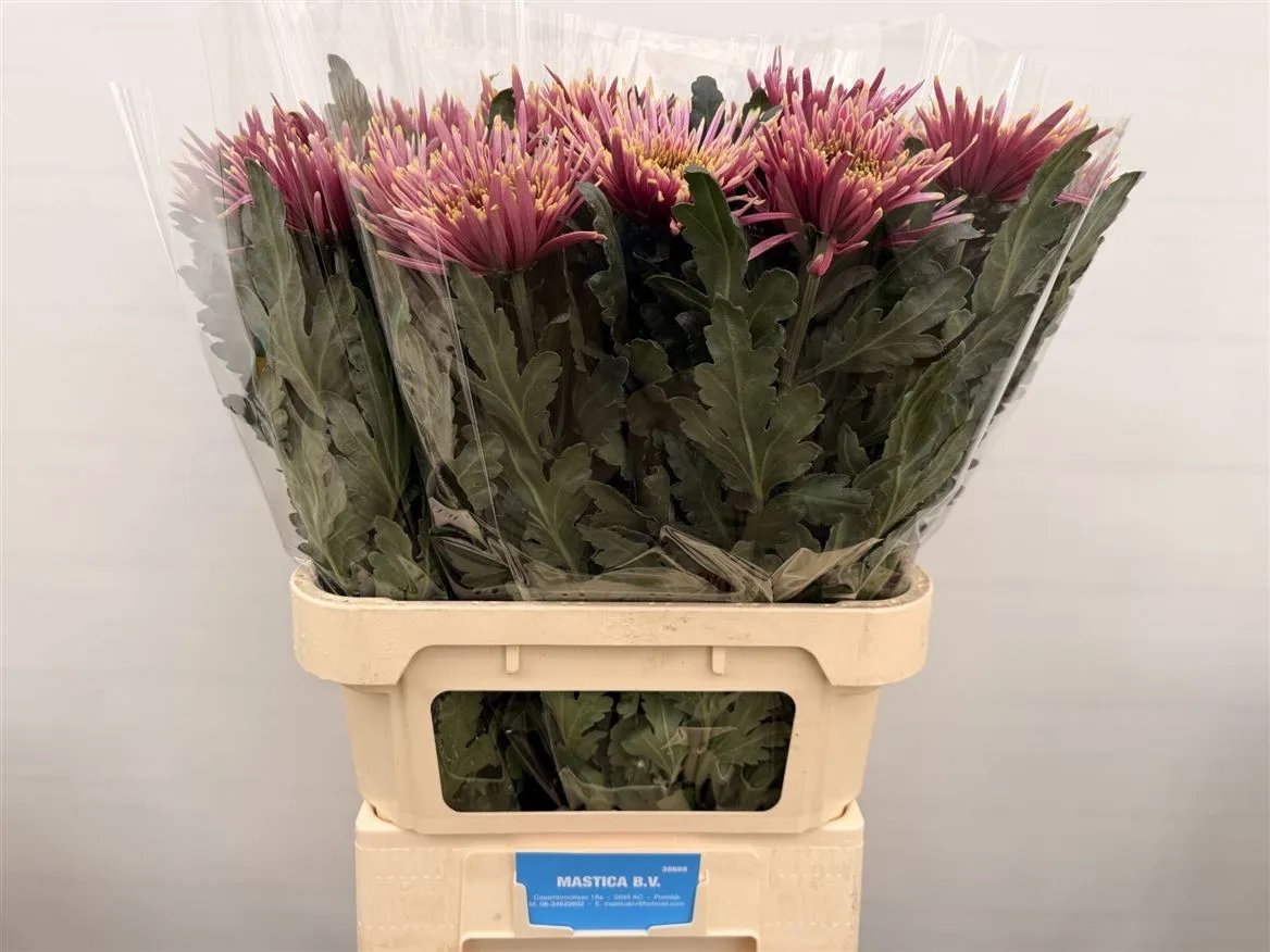 Chryzantéma veľkokvetá Tula Sharletta • 80 cm