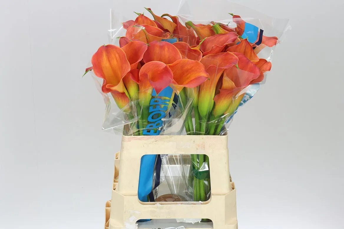 Kala Sunset Passion • 60 cm