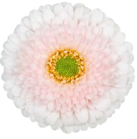 Germ Pomponi Golfgolf • 45 cm