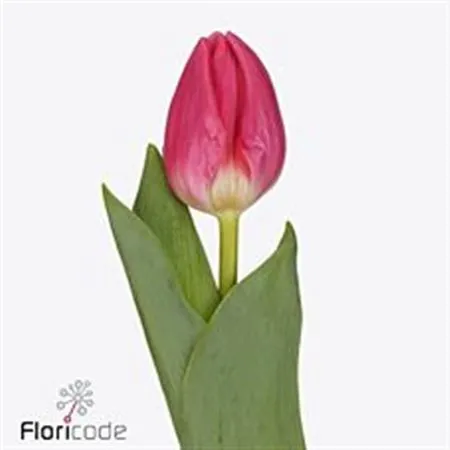 Tulipa En Sirikit