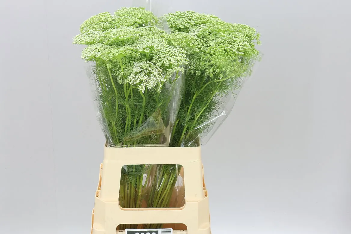 Ammi Visnaga A2 • 70 cm