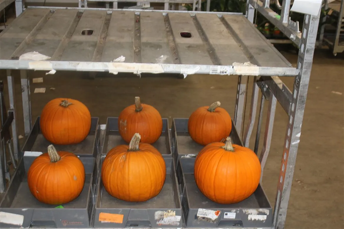 Cucurbita Maxima Halloween