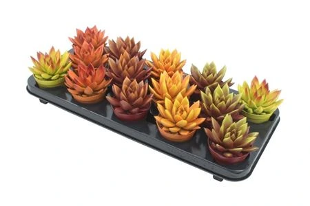 Echeveria Bicolor mix • črepník 8,5 cm