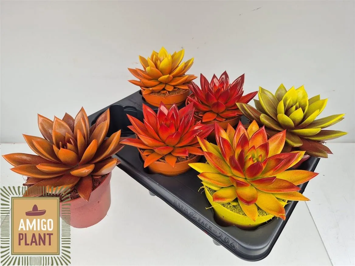 Echeveria Miranda Bicolor • črepník 12 cm